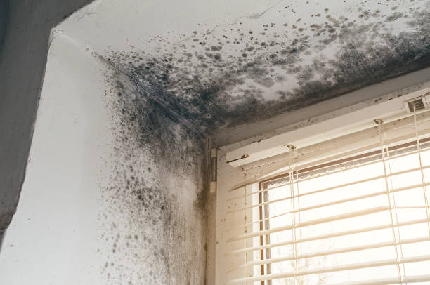 Affordable Mold Remediation solutions in Aberdeen, NC